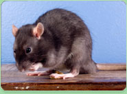 rat control Kensal Town